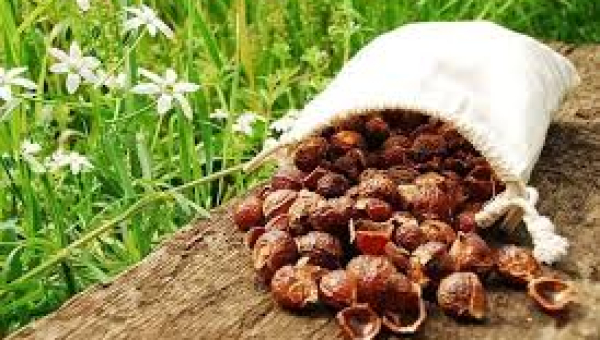 О мыльном орехе