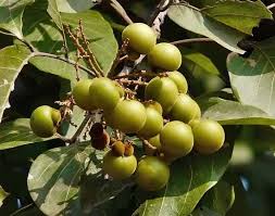 Ритха - мыльное дерево